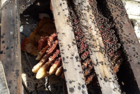 CAPTURA DE ABELHAS EM LOCAL DE DIFÍCIL ACESSO