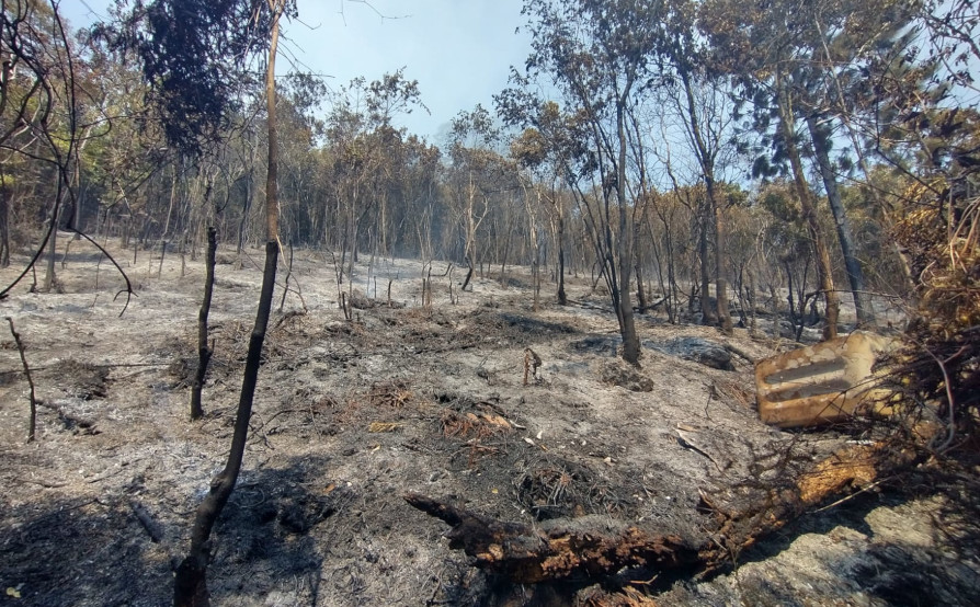 01 26 incendio vegetação biguaçu 2